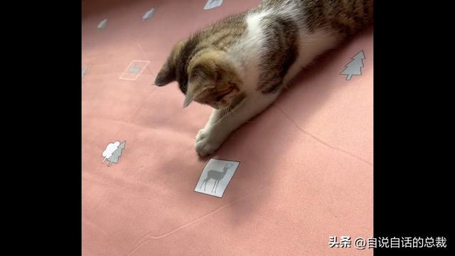 猫的反应速度是人类七倍？为什么说猫能看到子弹时间？