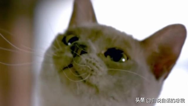 猫的反应速度是人类七倍？为什么说猫能看到子弹时间？