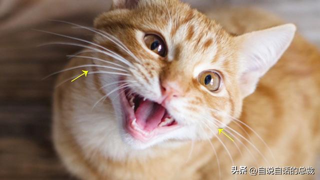 猫的反应速度是人类七倍？为什么说猫能看到子弹时间？