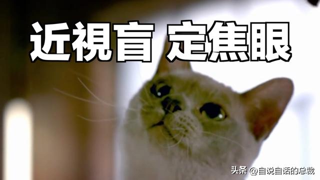 猫的反应速度是人类七倍？为什么说猫能看到子弹时间？