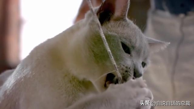 猫的反应速度是人类七倍？为什么说猫能看到子弹时间？