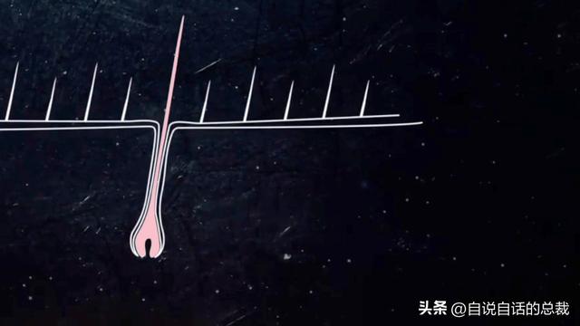 猫的反应速度是人类七倍？为什么说猫能看到子弹时间？