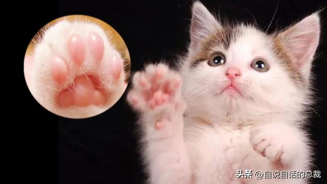 猫的反应速度是人类七倍？为什么说猫能看到子弹时间？