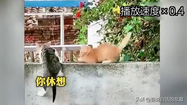 猫的反应速度是人类七倍？为什么说猫能看到子弹时间？