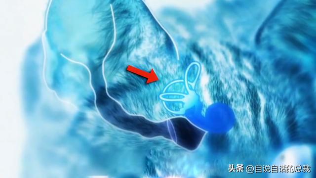 猫的反应速度是人类七倍？为什么说猫能看到子弹时间？