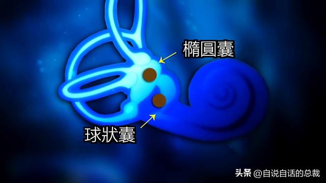 猫的反应速度是人类七倍？为什么说猫能看到子弹时间？
