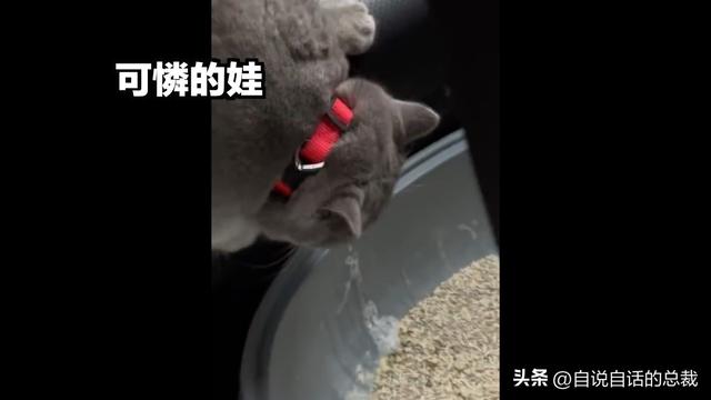 猫的反应速度是人类七倍？为什么说猫能看到子弹时间？