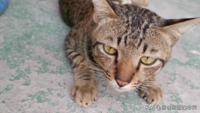 猫的反应速度是人类七倍？为什么说猫能看到子弹时间？