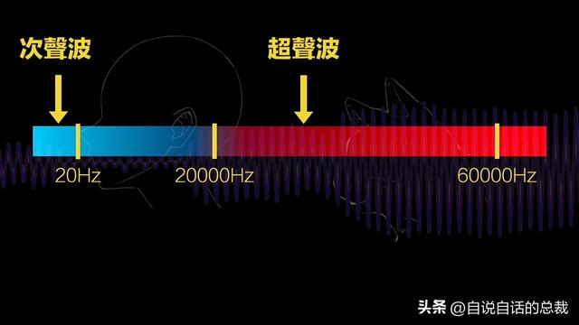 猫的反应速度是人类七倍？为什么说猫能看到子弹时间？