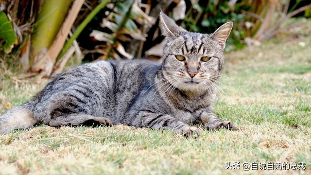 猫的反应速度是人类七倍？为什么说猫能看到子弹时间？