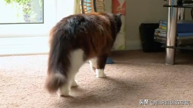 猫的反应速度是人类七倍？为什么说猫能看到子弹时间？