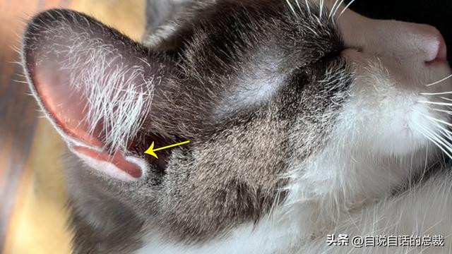 猫的反应速度是人类七倍？为什么说猫能看到子弹时间？
