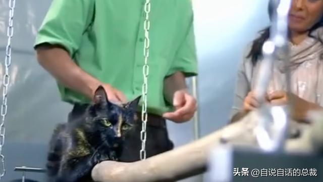 猫的反应速度是人类七倍？为什么说猫能看到子弹时间？