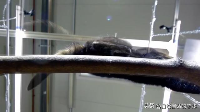 猫的反应速度是人类七倍？为什么说猫能看到子弹时间？