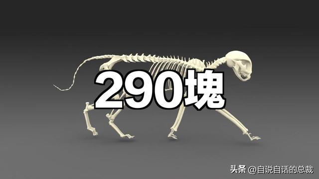 猫的反应速度是人类七倍？为什么说猫能看到子弹时间？