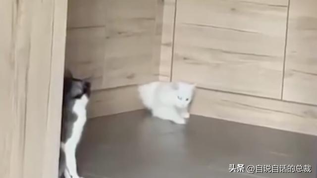 猫的反应速度是人类七倍？为什么说猫能看到子弹时间？