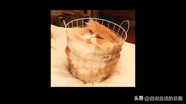 猫的反应速度是人类七倍？为什么说猫能看到子弹时间？