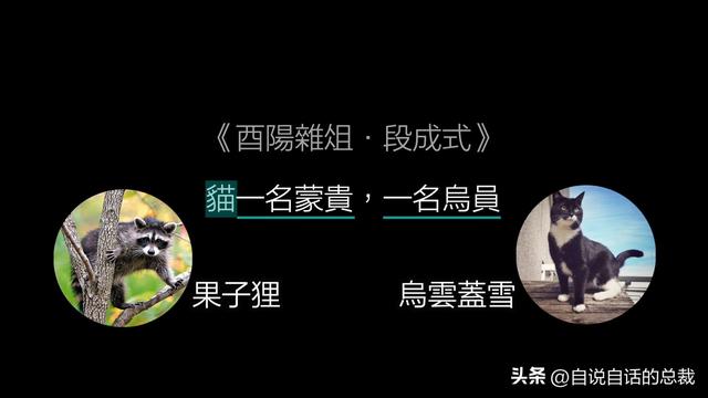 猫的反应速度是人类七倍？为什么说猫能看到子弹时间？