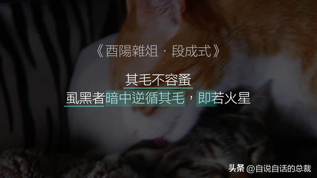 猫的反应速度是人类七倍？为什么说猫能看到子弹时间？
