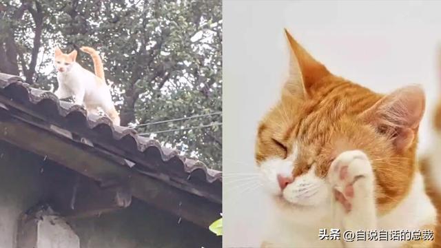 猫的反应速度是人类七倍？为什么说猫能看到子弹时间？