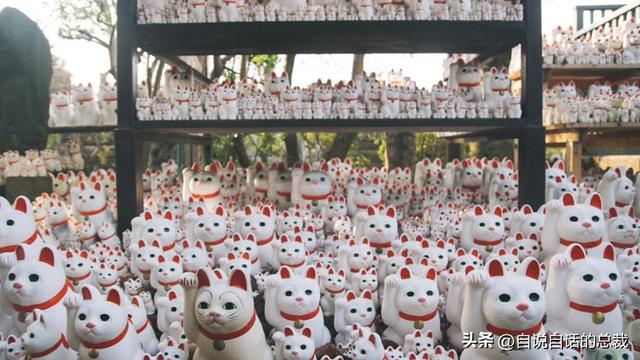 猫的反应速度是人类七倍？为什么说猫能看到子弹时间？