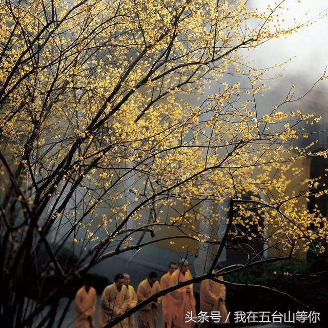 佛的足迹——张望摄影作品欣赏