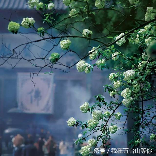 佛的足迹——张望摄影作品欣赏