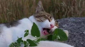 猫薄荷：喵的奇幻草本